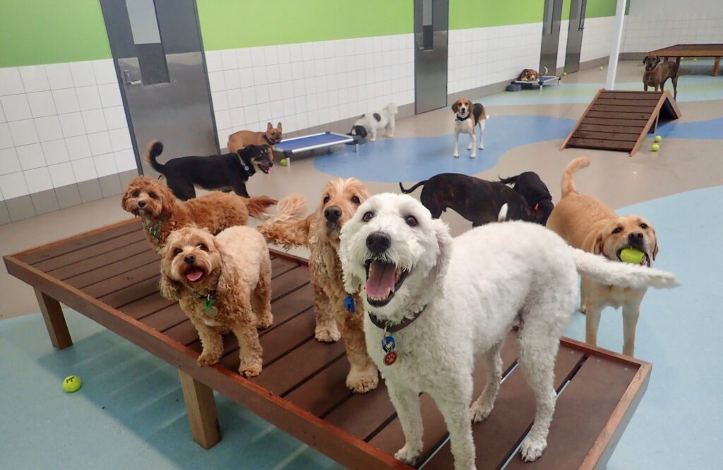 Choosing a doggy daycare - 321WEBS