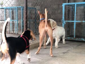 Dog Grooming Guide for Clean and Healthy Coats
